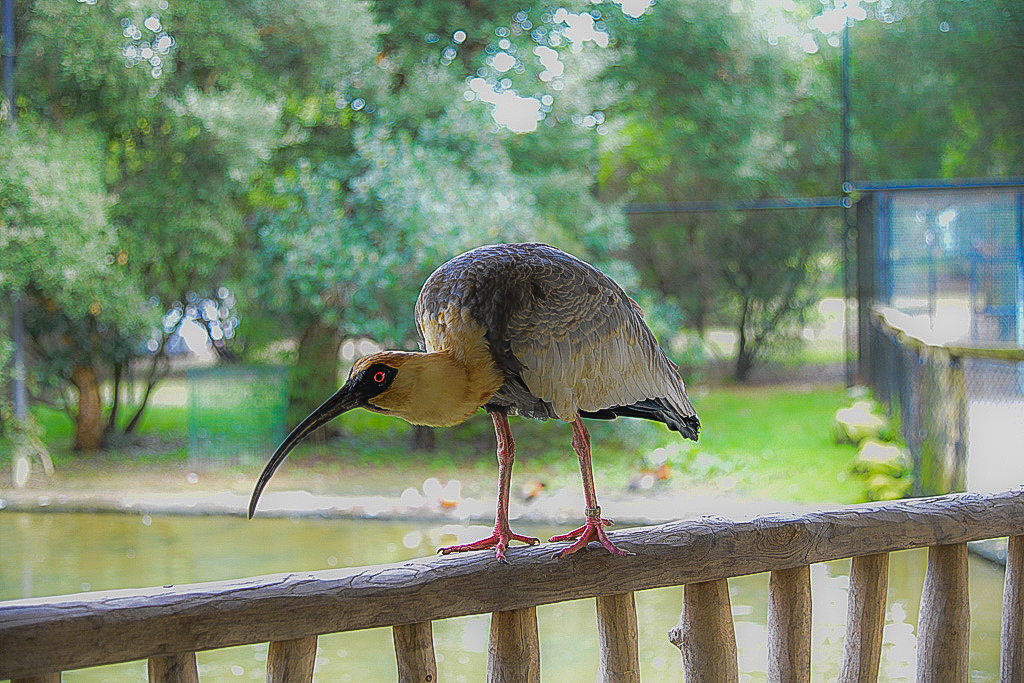 ZOO LABENE IBIS MANDORE